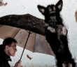 "Raining Cats and Dogs" by David Blackwell on Flickr. Used with a (CC BY-ND 2.0) license. https://www.flickr.com/photos/mobilestreetlife/12505752913