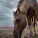 Horse #9119