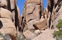Joshua Tree
